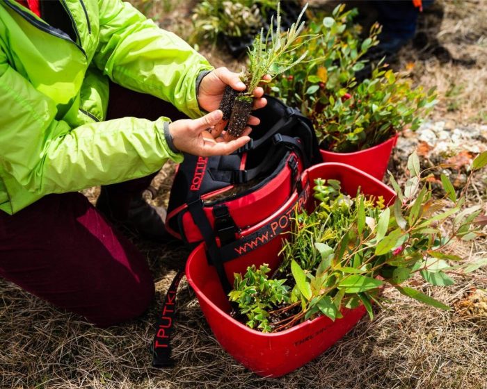One Tree Planted worker holding small trees during planting