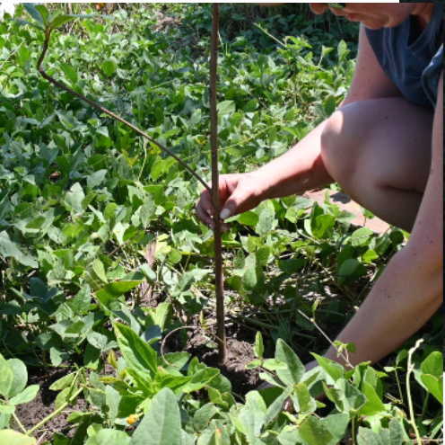 Planting Almond Trees For Cirenas