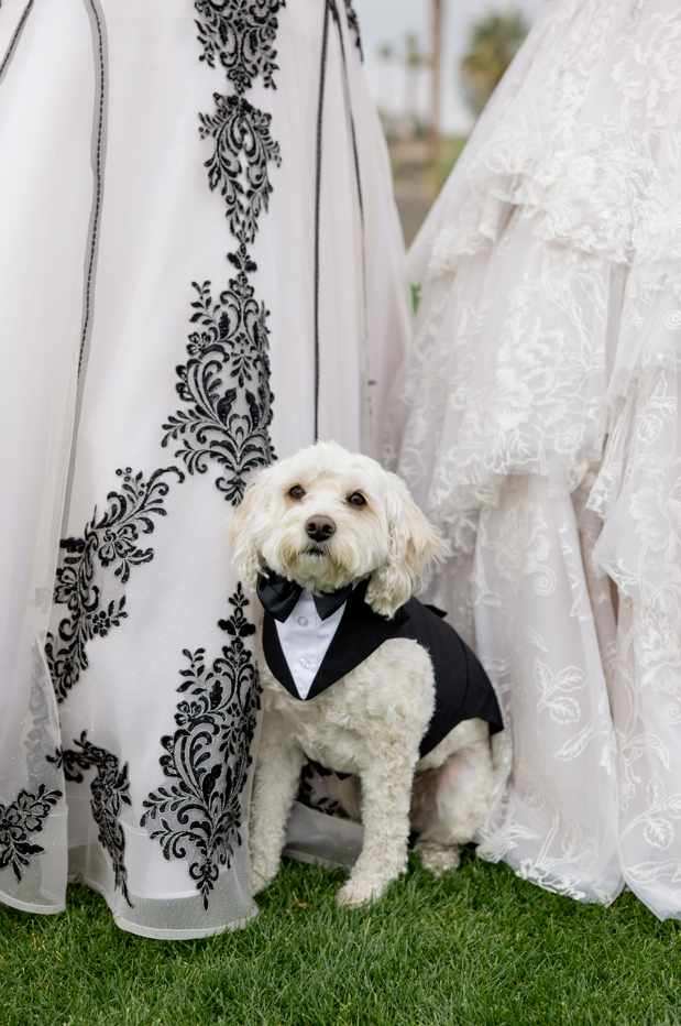 Katie and Curly's dog